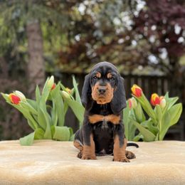 Black and Tan Coonhound Puppies from Toodaloo Coonhounds