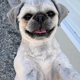 Sasha - Shih Tzu