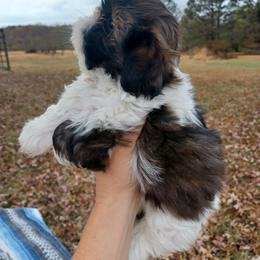 Shih Tzu Puppies from Tiny Bubbles Shih Tzus