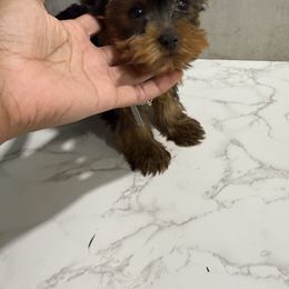 Tommy - Blue and gold male Yorkshire Terrier puppy in Maple Heights, Ohio from Yorkiesllc