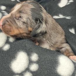 Saugy (Blue collar) - Dapple male Dachshund puppy in Saint Albans, Maine from Australian Cattle Cuties and littles