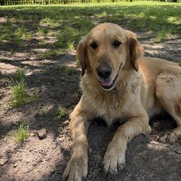 Mia - Golden Retriever