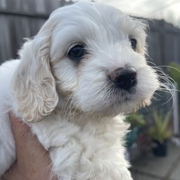 Cockapoo and Pomeranian Puppies from Luna Kennel