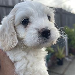 Cockapoo and Pomeranian Puppies from Luna Kennel