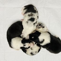 Shetland Sheepdog Puppies from Southern Charm Sheltie Farm
