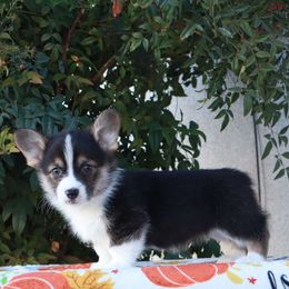 Tri male - Black and tan male Pembroke Welsh Corgi puppy in Caliente, California from Rafter Cross 7