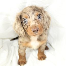 Dachshund Puppies from Mulberry Dachshunds