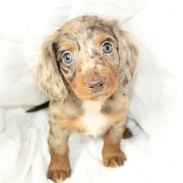 Dachshund Puppies from Mulberry Dachshunds