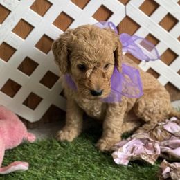Goldendoodle and Russian Toy Puppies from Nesting Dolls Russian Toys