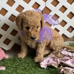 Goldendoodle and Russian Toy Puppies from Nesting Dolls Russian Toys