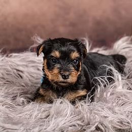 Yorkshire Terrier Puppies from New Holland Yorkie Farm