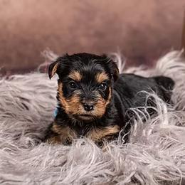 Yorkshire Terrier Puppies from New Holland Yorkie Farm