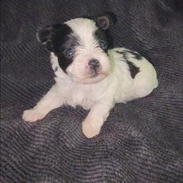 EROS - White male Morkie puppy in Palmdale, California from J Designer Puppies