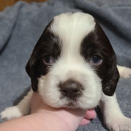 English Springer Spaniel Puppies from Rocky Top Springer Spaniels