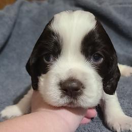 English Springer Spaniel Puppies from Rocky Top Springer Spaniels