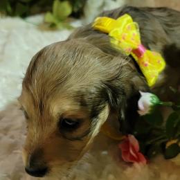 Dachshund Puppies from CLARK'S BREEDING PROGRAM