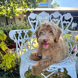 Apricot girl- Millie - Red female Bernedoodle puppy in Graham, Texas from 2 Rose Ranch Doodles