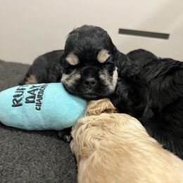Cocker Spaniel and English Springer Spaniel Puppies from Sei