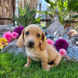 Stuart - Cream male Dachshund puppy in Florence, Arizona from Doxie Town Az