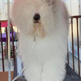 Old English Sheepdog All Grown Up from Whimzy Old English Sheepdogs