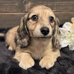 Gill - Cream male Dachshund puppy in Dothan, Alabama from Little House Pups