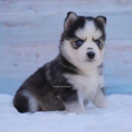 Amethyst - Gray and white female Pomsky puppy in Boca Raton, Florida from Cardinal Point Pomskies