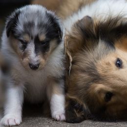Collies from Kid Valley Collies
