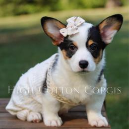 Belladonna (Bella) - Black and tan female Pembroke Welsh Corgi puppy in Benton, Arkansas from High Cotton Corgis