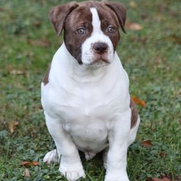 Boy 1 - White and red male American Bulldog puppy in Maine from Northern Woods American Bulldogs