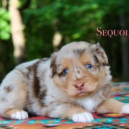 Sequoia - Red merle female Australian Shepherd puppy in Coldwater, Michigan from Northern Star Australian Shepherds