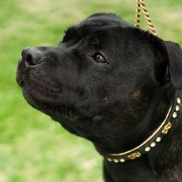 Staffordshire Bull Terrier All Grown Up from Freystaff Staffordshire Bull Terriers