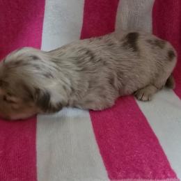 Girl 1 - Chocolate and cream female Dachshund puppy in Jackson's Gap, Alabama from Lake Martin Doxies