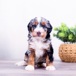 Girl 1 - female Bernedoodle puppy in Arthur, Illinois from Central Illinois Bernedoodles