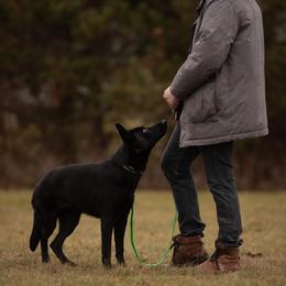 German Shepherd All Grown Up from Haus Brächen German Shepherds