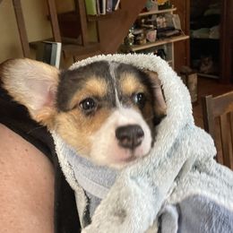 American Corgi and Pembroke Welsh Corgi Puppies from Corgi Daze