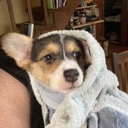 American Corgi and Pembroke Welsh Corgi Puppies from Corgi Daze