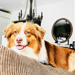 Nash  - Miniature Australian Shepherd