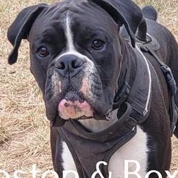 Zeke - Boxer