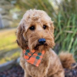Luke - Goldendoodle