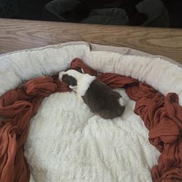 Boy 1 - White and red male Border Collie puppy in Century, Florida from The George's dogs and puppies