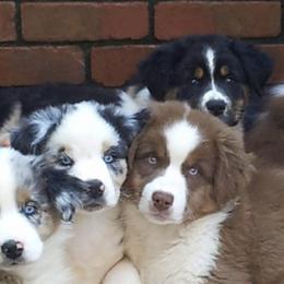 Australian Shepherds from Wigglebutts of Georgia