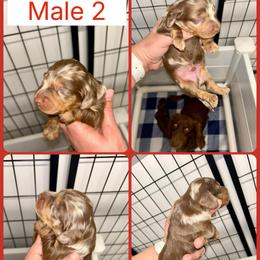 Cheddar's Male 1 - Dapple male Dachshund puppy in Rattan, Oklahoma from Burgett’s Barnyard Dachshunds