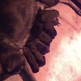 Boy 4 - Sable male German Shepherd puppy in Oakland, Oregon from VHM German Shepherds