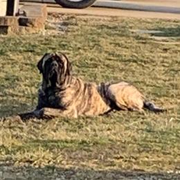 Marley - Mastiff