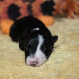 Nancy - Black and white female Border Collie puppy in Avilla, Indiana from Borderline Kennels