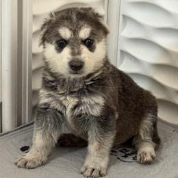 Wall-E - Black and silver male German Shepherd puppy in Perkasie, Pennsylvania from Twila Ruth Herot