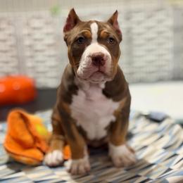 Ygritte - Chocolate tri-color female American Bully puppy in Nashville, Tennessee from SimplyBullies