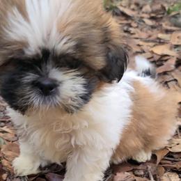 Peanut - Tricolor male Shih Tzu puppy in Chipley, Florida from Shih Tzu Babies