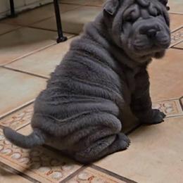 Chinese Shar-Pei Puppies from DCSHARPEI