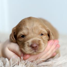 Pink - Caramel female Australian Labradoodle puppy in Williamstown, New York from Lewis Manor Labradoodles
